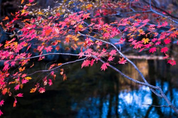 野花免费资源观看精彩内容